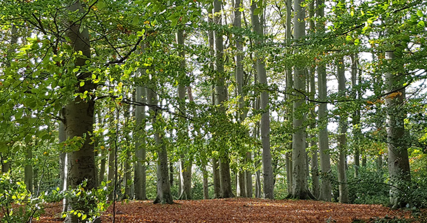 Nettoyage du bois de Ablon.
